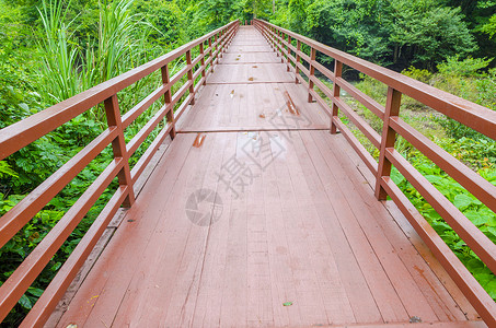 桥入森林泰国Khaoyai公园热带森林大桥背景