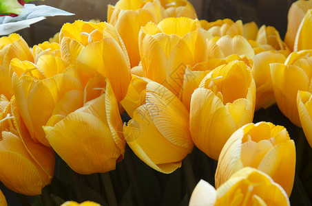 人造花店里漂亮的郁金香图片