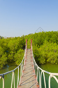 红树林悬索桥,热带遗址背景图片
