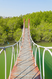 红树林悬索桥背景图片
