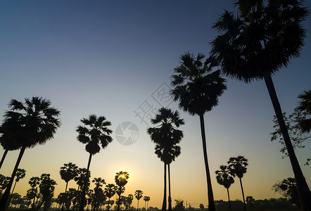 共克时难日落时热带森林中的棕榈背景