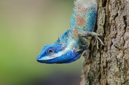 蓝色的蜥蜴花园蜥蜴高清图片