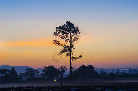 早晨日出树木的景色图片