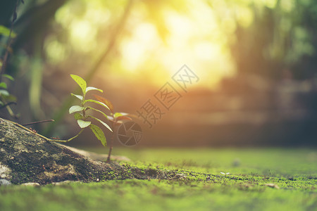 夏季阳光下花园绿叶的特写图片