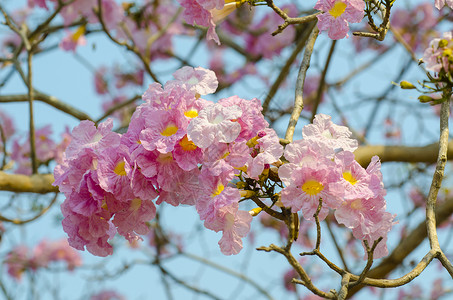 美丽的粉红色花朵蓝天,泰国图片