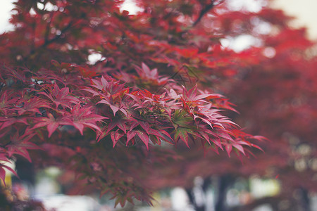 秋红枫叶白底图片