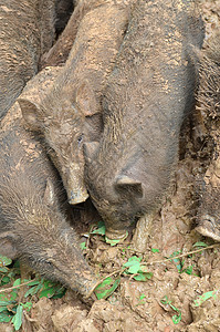 猪躺泥里图片