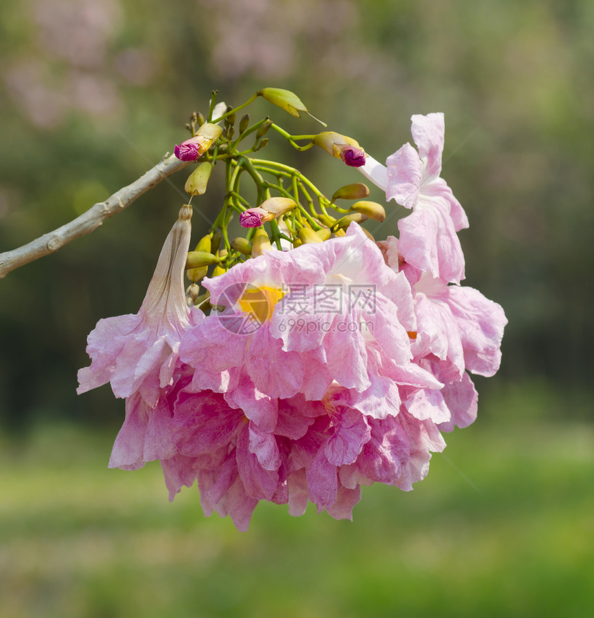 大自然丽的粉红色花朵图片