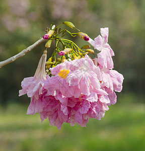 大自然丽的粉红色花朵图片