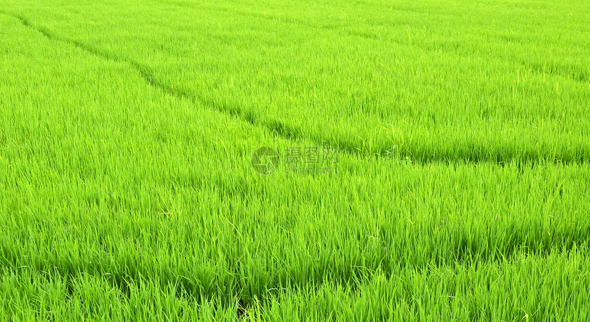 泰国的绿色稻田图片