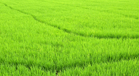 泰国的绿色稻田图片