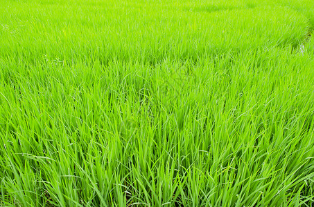 水稻农场,泰国的农业遗址图片