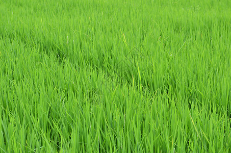 泰国的绿色稻田高清图片