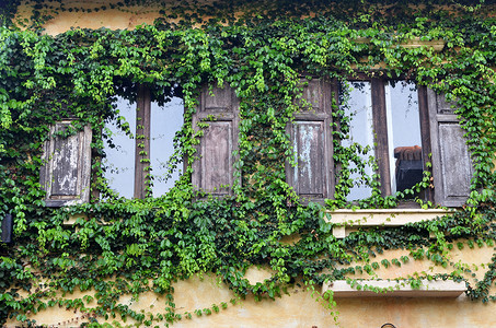 意大利风格的门,常春藤墙上图片