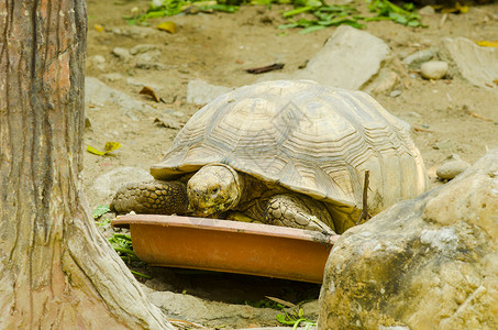 泰国动物园开放的海龟繁殖图片