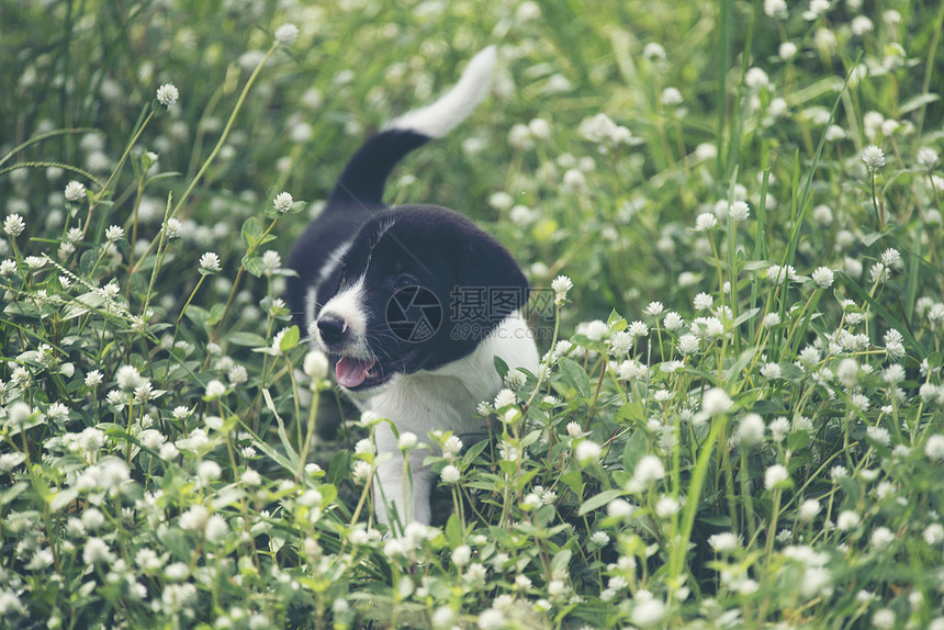 小猎犬坐野花地里图片