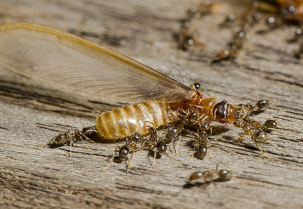 蚂蚁抗白蚁背景图片