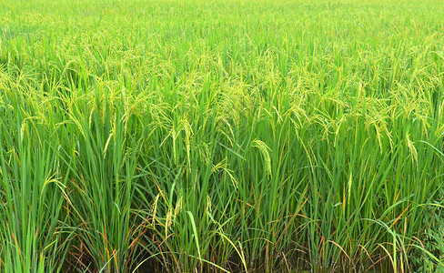 水稻小穗图片