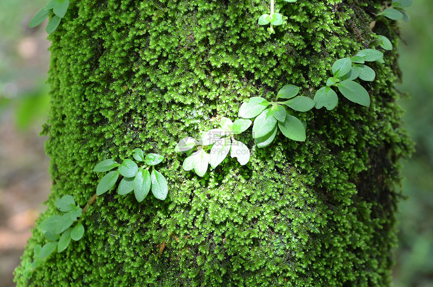 观拍摄热带高地森林的棵树上的苔藓,泰国图片