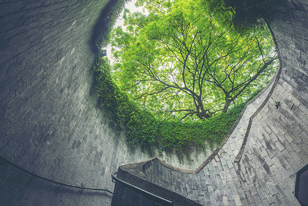 树隧道与树木自然混合的楼梯背景