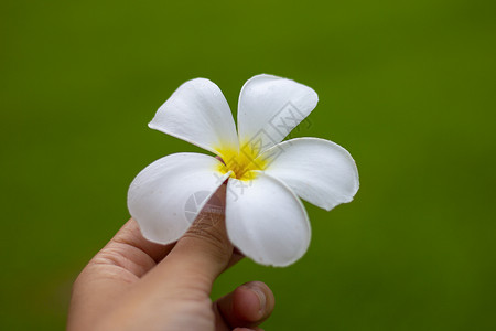 惹人喜爱鸡蛋花人的手牵着梅花背景