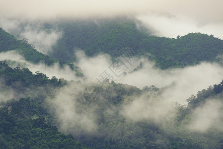 深热带森林,冠层树雾深热带森林冠层树雾的自然景观图片