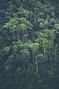 热带雨林的背景图片