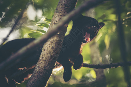 黑猫睡树上图片