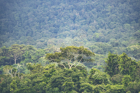 山景层,热带森林自然田图片