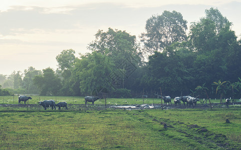 早上泰国农村水牛群图片