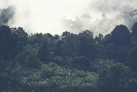 泰国湖泊热带森林景观图片