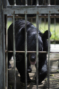 我家买了动物园大黑熊被困钢筋笼里背景