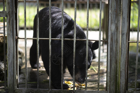 灰爪狸大黑熊被困钢筋笼里背景
