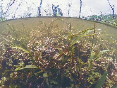 湿地植物,水下图片