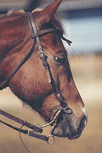 马大自然上匹马的肖像,棕色的马图片