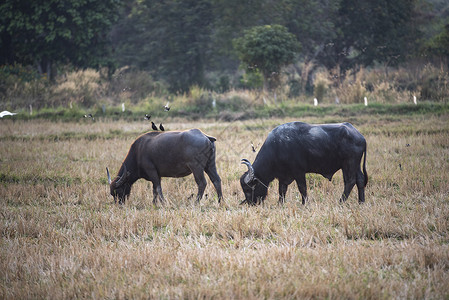 水牛,农场动物图片