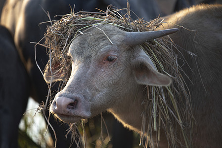 水牛,农场动物高清图片