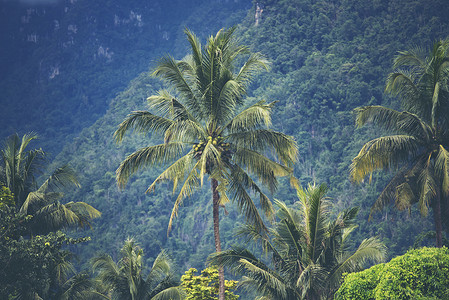 热带森林中的大树,自然景象图片