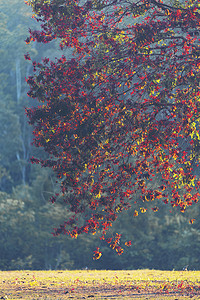 秋天的树木,热带森林图片