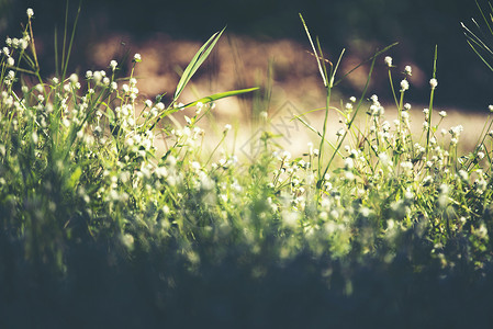 天然草地上美丽的小草花图片