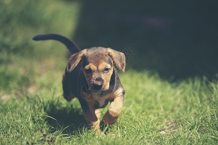 可爱的小狗草地上奔跑图片