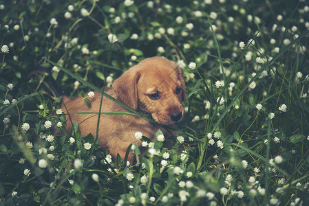 可爱的小狗草地上奔跑高清图片