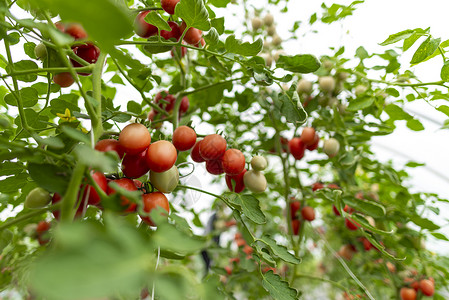 温室番茄栽培背景图片