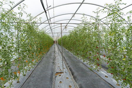 温室蔬菜种植技术背景图片