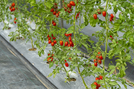 西红柿生长现代农业技术系统的房子里图片