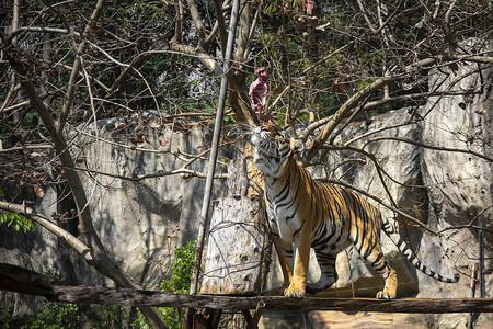 老虎吃,老虎动物园表现出猎食行为背景图片