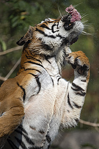 老虎,老虎动物园表现出猎食行为背景图片