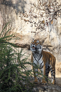 老虎吃,老虎动物园表现出猎食行为背景图片