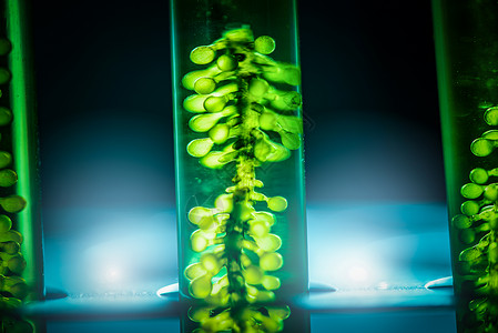乙醇酸生物燃料实验室研究过程,微藻光生物反应器用于可再生能源实验室的替代能源创新背景