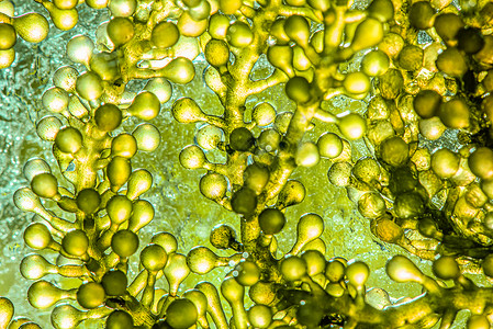 微藻科柴油机棕榈树高清图片